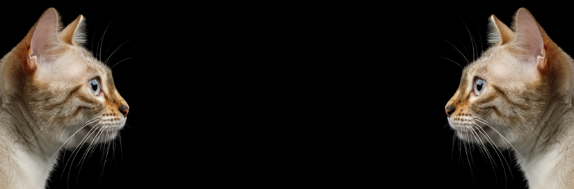 blog-featured-bogus-and-autobogus.png